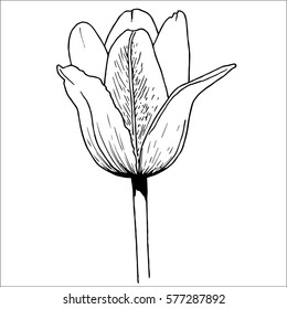 Flower Tulip isolated on white background. Hand drawn sketch. Vector illustration.