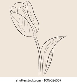 flower tulip with leaves sketch, vector illustration