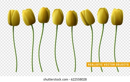 Flower tulip realistic isolated on transparent background. Yellow tulips