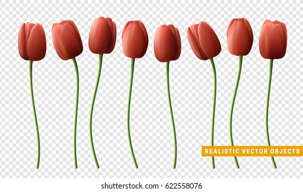 Flower tulip realistic isolated on transparent background. Red tulips