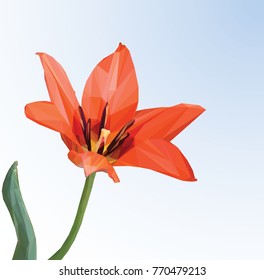 Flower tulip, red polygonal