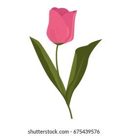 Flower Tulip. Vector illustration