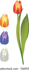 flower - tulips isolated