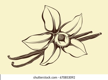 Flower of vanilla