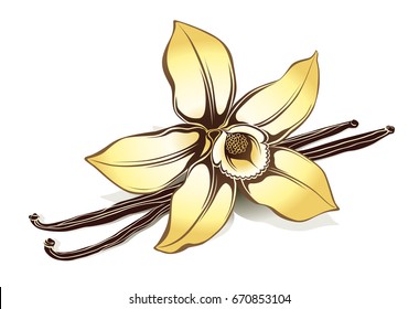 Flower of vanilla