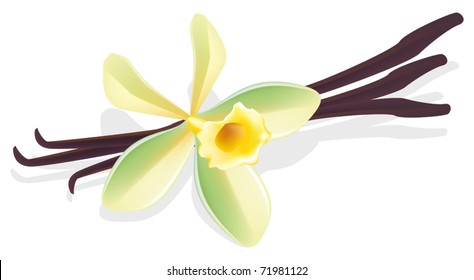 Flower vanilla with dried pods. Vector illustration.