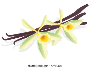 Flower vanilla. Dried pods. Vector illustration.