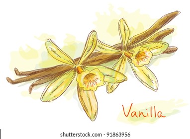 Flower vanilla with dried pods. Watercolor style. Vector illustration.