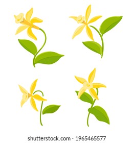 The flower of vanilla. Vector colorful illustration for packaging in the field of cosmetology, food.