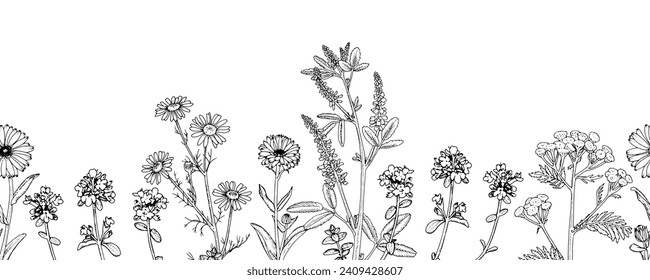 Flower Vector border. Outline illustration of plants. Hand drawn medicinal Herbs. Black line art of officinalis wildflowers and leaves. Linear drawing with white background. Seamless botanical pattern