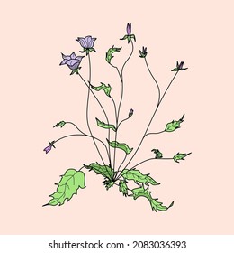 Flower vector. Campanula. Flowers and herbs isolated on pink background.