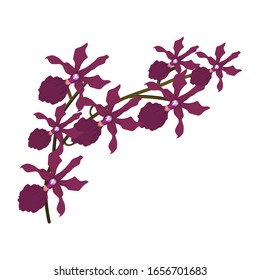 Flower vector design, beautiful flower art and illustration colordul isolated on white background