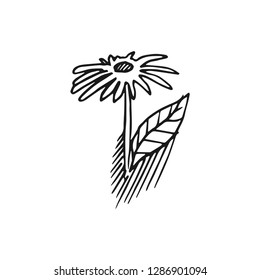 flower vector doodle sketch isolated on white background