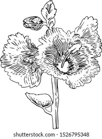Flower Vector Drawing Black White