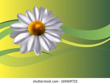 flower vector floral white summer chamomile plant