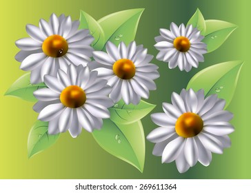flower vector floral white summer chamomile plant
