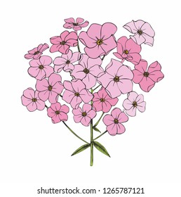 Flower vector graphics. Pink Phlox isolated.