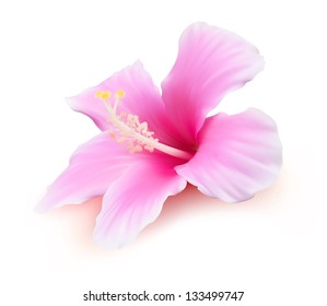 Flower vector. Hibiscus tropical plant nature illustration