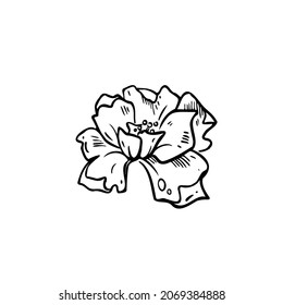 ilustración de vector de flor dibujar mano.