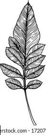 flower vector illustration, black and white