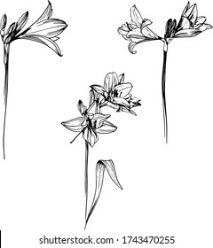 ilustración de vector de flores, arte en blanco y negro