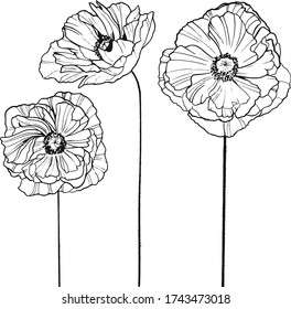 flower vector illustration, black and white art
