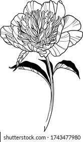 flower vector illustration, black and white art