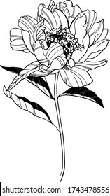 flower vector illustration, black and white art