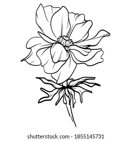 Flower Vector Illustration. flower drawing line art on white background