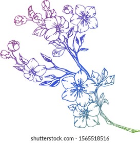 Flower vector illustration. Hand drawn botanical doodle of apple, sakura, cherry and plum flower blossom. Gradient line art on white background