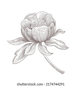 Flower vector illustration. Hand drawn pione graphic art. Black and white botanical decorative element.