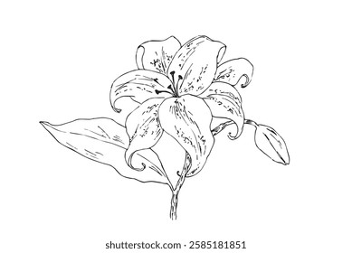 Flower vector illustration. Hand drawn blooming flower with bud.