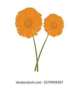 Flower Vector Illustration - Marigold