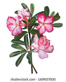 Flower Vector illustration with Mock Azalea  pink flower