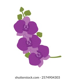 Flower Vector Illustration - Moon Orchid