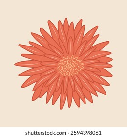 Flower vector illustration. Orange Chrysanthemum bloom with detailed petals on pastel beige background. Decorative modern botanical design for print, home decor, card in flat minimalist style