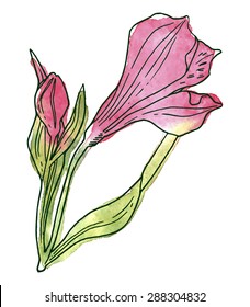 Flower, vector illustration, outline painted with watercolors on white background.