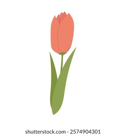 Flower Vector Illustration - Tulip