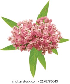 Flower Vector Image of a Isolated Swamp Milkweed Wetland Wildflower