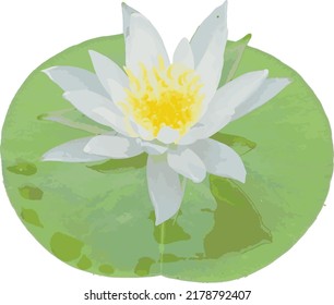 Flower Vector of Nymphaea odorata (American White Water-lily) Wetland Wildflower 