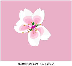 flower vector on pink isolated background. Beautiful cherry blossom.