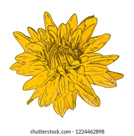 Flower. Vector flower on a white background. Element for floral design and natural background.