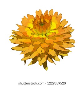 Flower. Vector flower on a white background. Element for floral design and natural background.
