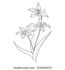 Flower vector outline, botanical monochrome sketch.