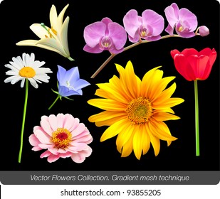 Flower vector set