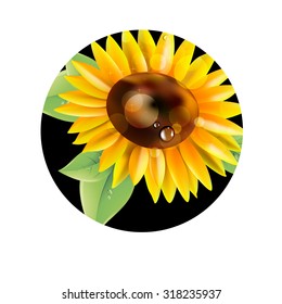 flower vector yellow summer garden sunflower illustration nature