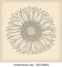flower vintage retro background - sunflower flower drawn - vector