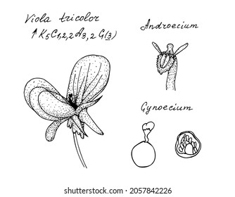 Flower of Viola tricolor with latin name, androecium and gynoecium. Hand drawing black realistic outline vector botanical illustration.