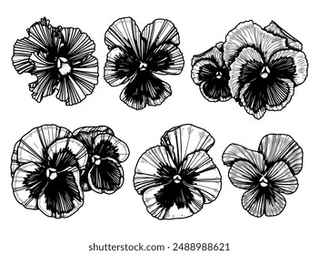 Flower violet tricolor sketch. Set of buds of garden pansies, heartsease, viola plants. Hand drawn vector line illustration.