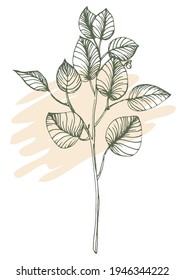 Flower wall art eucalyptus plant. Foliage of nature line art drawing with abstract shape. Modern Abstract Plant Art design for print, cover, wallpaper, illustration with decor wall art.